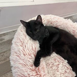 Meet your Posher, Bolu